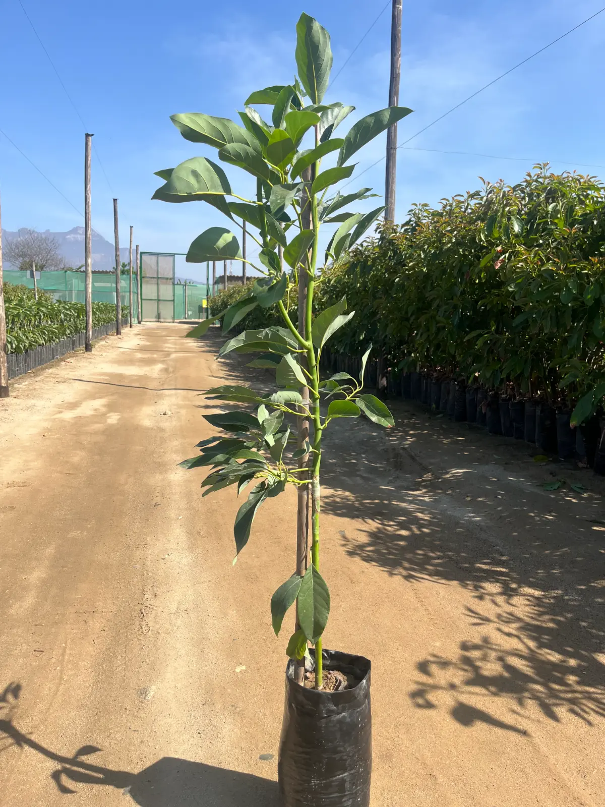 Plantones de palta Hass sobre Antillano